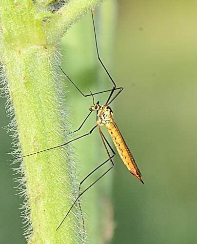 Nephrotoma flavescens
